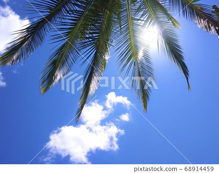 棕櫚樹和藍天! 棕櫚樹和藍天! 68914459