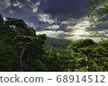 Mysterious forest 68914512