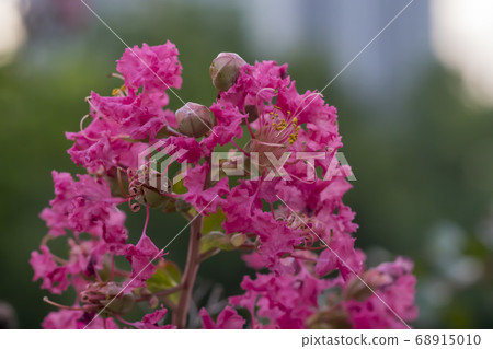 Berong tree Berong tree 68915010