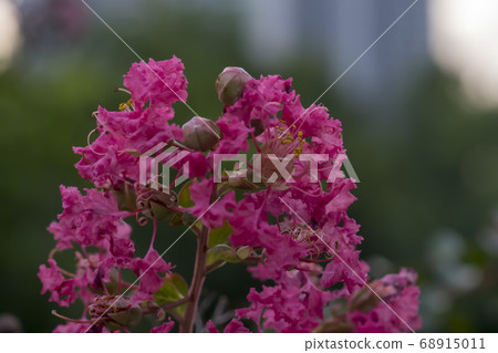 Berong tree Berong tree 68915011