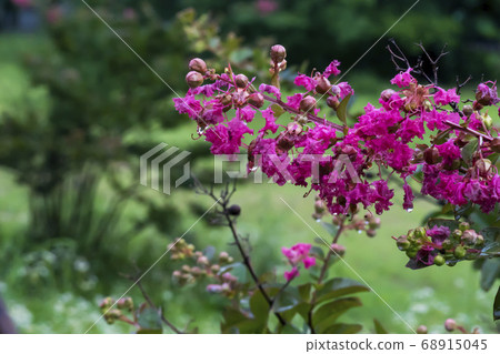 Berong tree 68915045