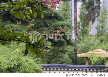 Berong tree 68915071