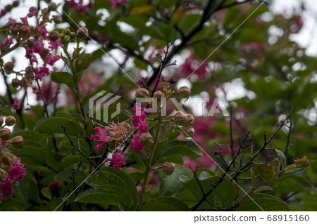 Berong tree 68915160