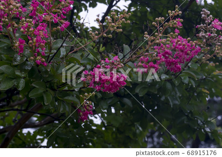 Berong tree 68915176