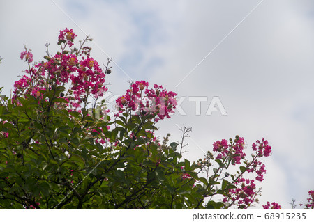 Berong tree 68915235