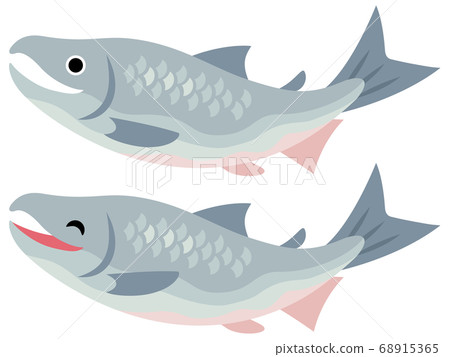 Salmon illustration Salmon illustration 68915365