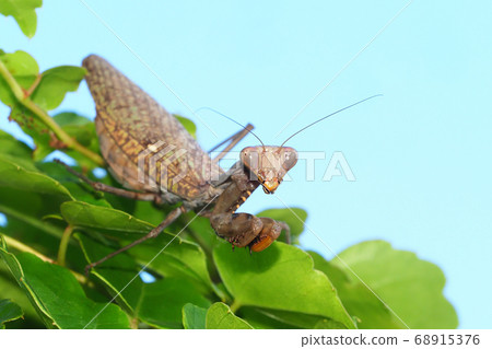 Halabirakamakiri (brown type) 68915376