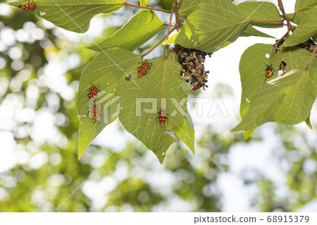 赤城蟲 赤城蟲 68915379