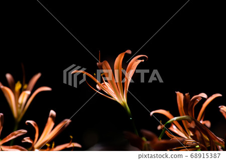 上升的花狐狸剃須刀 68915387