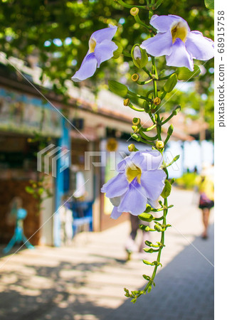 垂吊在棚架上大鄧伯花 垂吊在棚架上大鄧伯花 68915758