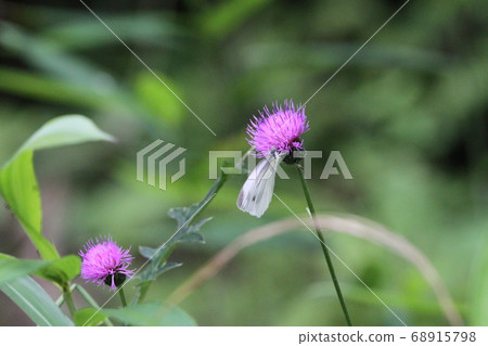 Thistle and monstrochium Thistle and monstrochium 68915798