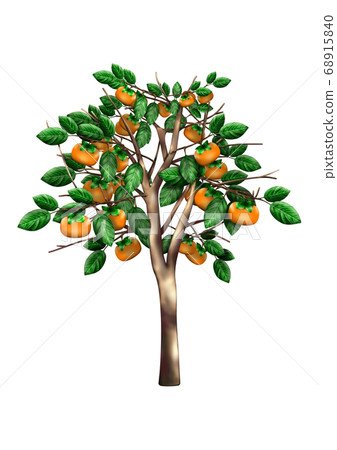 Persimmon tree 68915840