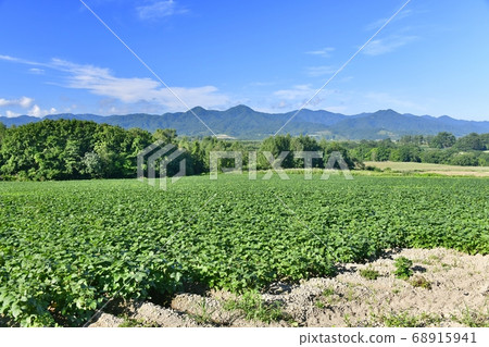 在北海道厚澤市拍攝一個碩果累累的大豆田的夏日風景 68915941