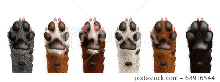 Realistic Dog Paw Set 68916544