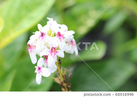 Moeggi lansem Moeggi lansem 68916996