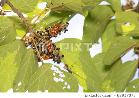 Akagi bug Akagi bug 68917075