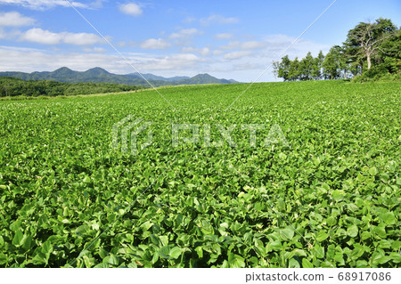 拍攝北海道淺澤町開始見效的紅豆田的夏日風景 拍攝北海道淺澤町開始見效的紅豆田的夏日風景 68917086