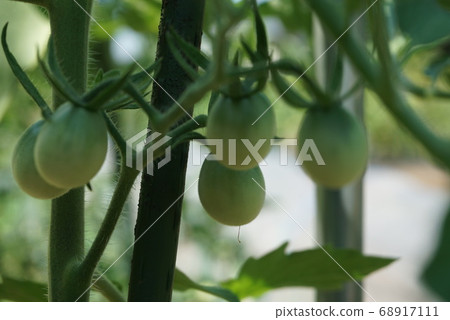 番茄紅ole(品種) 番茄紅ole(品種) 68917111