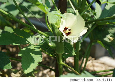 秋葵和鮮花 秋葵和鮮花 68917114