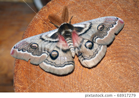 Butterfly Giant silk moths on the cut logs. 68917279