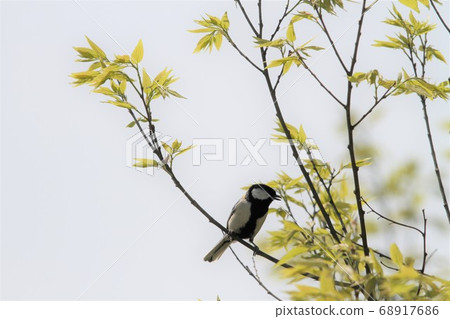 大山雀 68917686