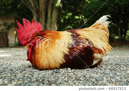 A chicken that is said to be used by God in Nagoya at Atsuta Shrine <Nagoya City, Aichi Prefecture> 68917813