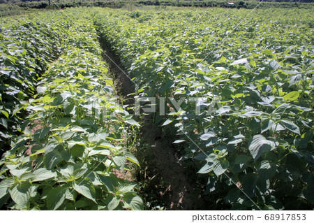 Egama field 68917853