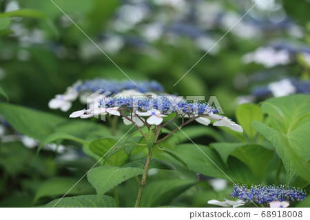  Gaku hydrangea 68918008