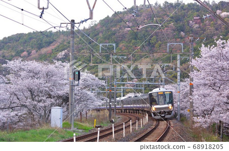 Kishu Road Rapid Passing through the Cherry Blossom Tunnel at Yamanakakei Station Yamanakakei Station, Hannan City, Osaka Prefecture 68918205