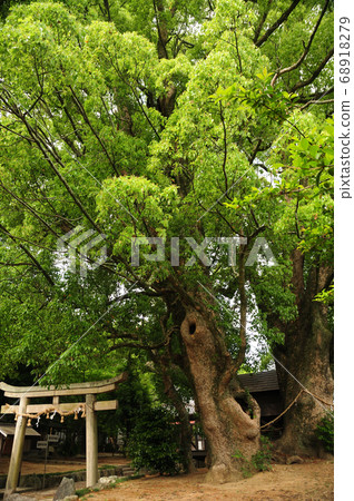 Daisuke of Fujishiro Shrine Daisuke of Fujishiro Shrine 68918279