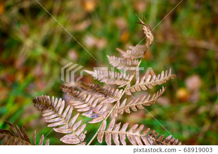 Yellow fern branch close-up. Background. Fall. Yellow fern branch close-up. Background. Fall. 68919003