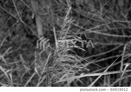 Beautiful swamp grass, also known as Beautiful swamp grass, also known as 68919012