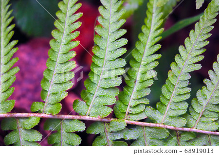 Green fern branch close-up. Background. Beginning Green fern branch close-up. Background. Beginning 68919013