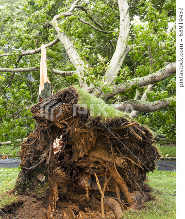 Vertical view of the roots of a tree that fell 68919432