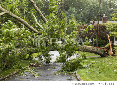 Fallen tree takes wires down with it during storm Fallen tree takes wires down with it during storm 68919433