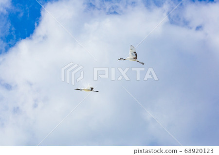 Flying crane (Hokkaido) 68920123