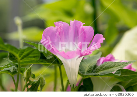 日本千葉縣佐倉市牽牛花 日本千葉縣佐倉市牽牛花 68920300