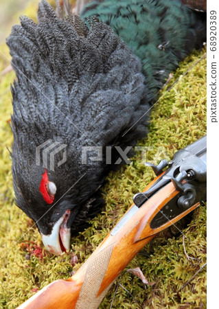 Capercaillie- hunting trophy and gun on the Capercaillie- hunting trophy and gun on the 68920389