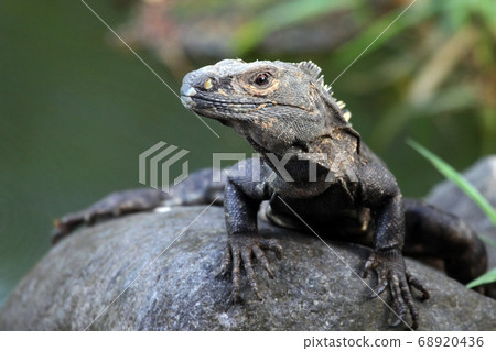 Monitor lizard from Costa Rica looking at the camera 68920436