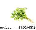 coriander isolated on white background. 68920552