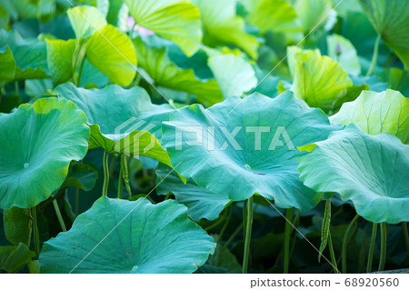 荷葉 荷葉 68920560