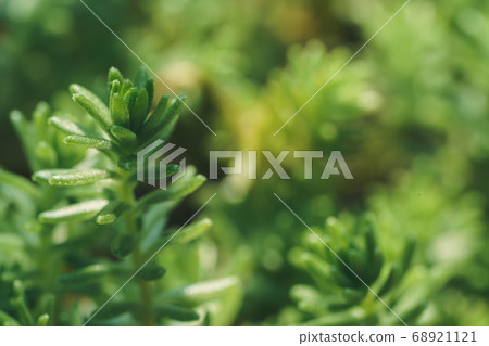 多肉植物曼尼姆薩 68921121