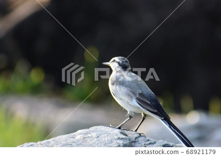 Bakkery Bakkery 68921179