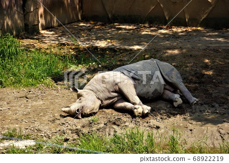 Black rhino taking a nap comfortably-A large gathering of animals from "Hitachi Kamine Zoo" 68922219