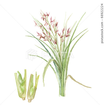 Makomo和Makomodake 68922224