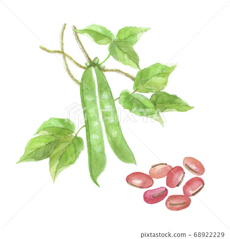 豆豆莢和豆 豆豆莢和豆 68922229