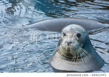 Bearded seal 68922441
