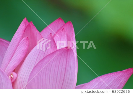 蓮花 68922656