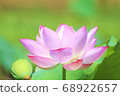 蓮花 68922657