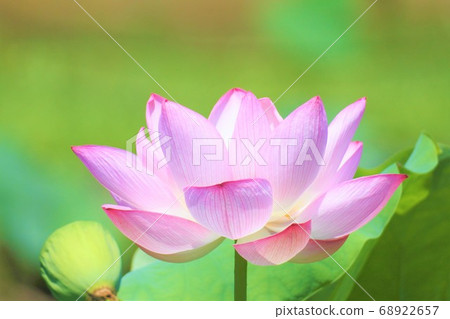 蓮花 蓮花 68922657